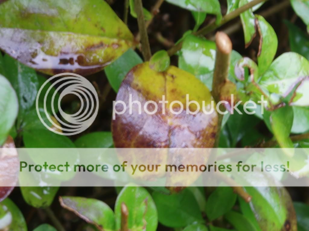 http://i232.photobucket.com/albums/ee192/thebear843/Garden/003-1.jpg