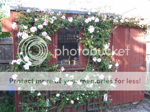 http://i27.photobucket.com/albums/c186/DavidKnapper/P6160016.jpg