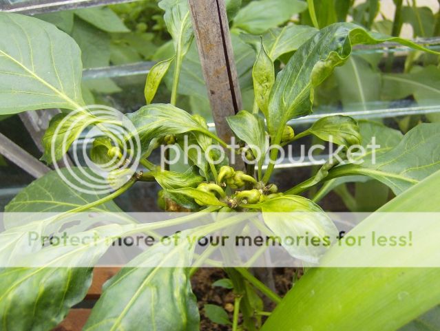 http://i1131.photobucket.com/albums/m551/lilylouise1/passionflowers027.jpg