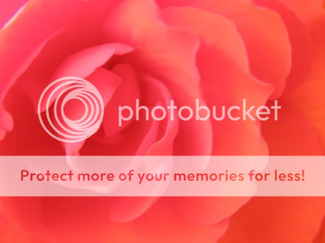 http://i27.photobucket.com/albums/c186/DavidKnapper/P7280001.jpg