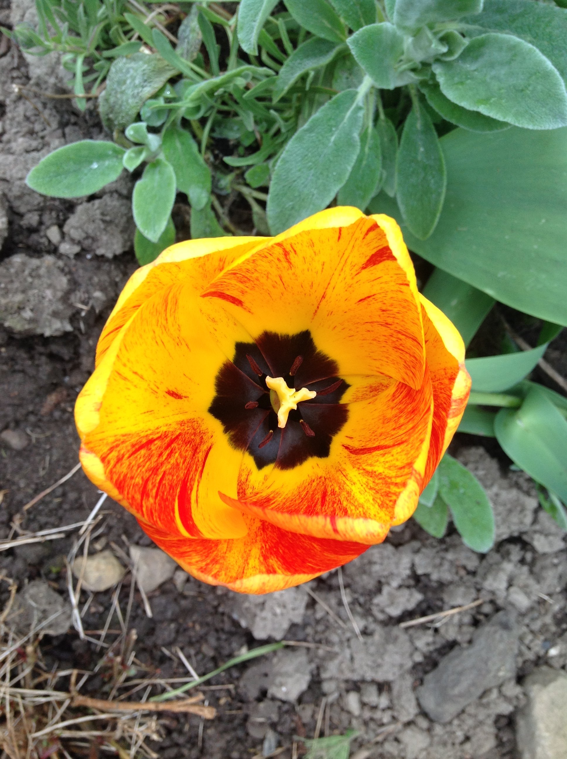 MrsGarden