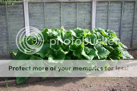 http://i377.photobucket.com/albums/oo217/minisniperthefirst/IMG_1199.jpg