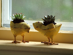 hens & chicks