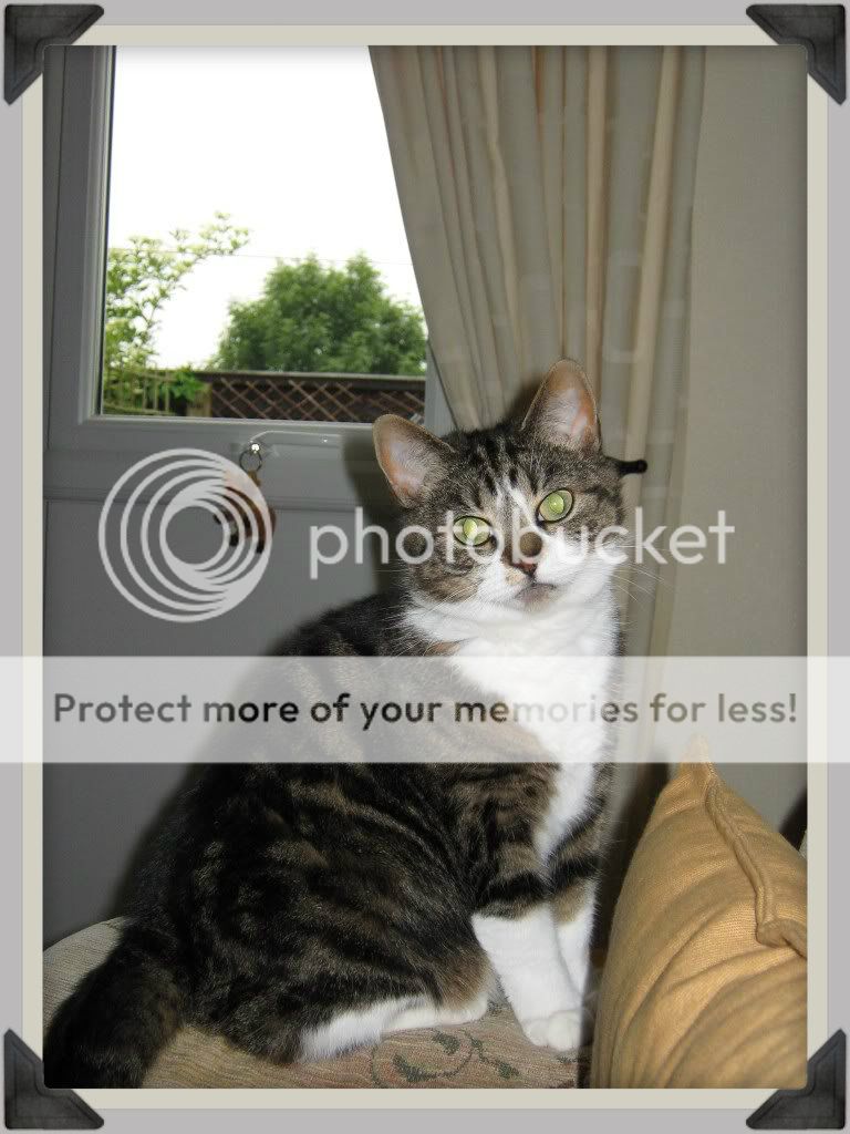 http://i826.photobucket.com/albums/zz184/rainjustlearning/My%20Pets/Lydia4.jpg