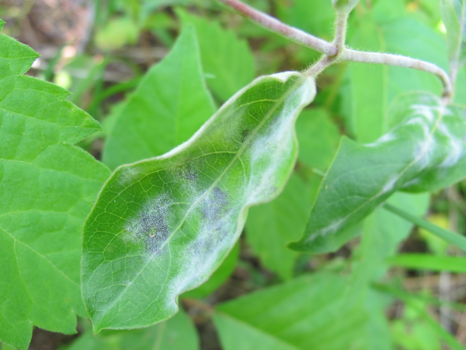 Image result for powdery mildew honeysuckle