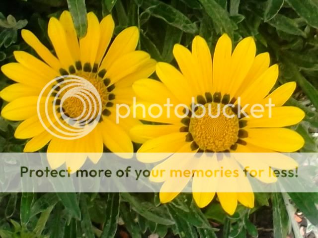 http://i1143.photobucket.com/albums/n627/thedogcody/DSCF2687.jpg