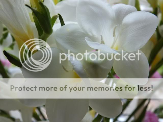 http://i27.photobucket.com/albums/c186/DavidKnapper/001_zpsa29c85b0.jpg