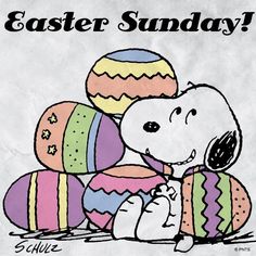 78 Charles M Schulz - Easter ideas  snoopy easter easter beagle easter