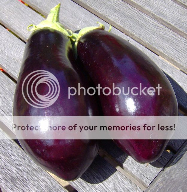 http://i1131.photobucket.com/albums/m551/lilylouise1/aubergines036.jpg