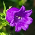 Glockenblume