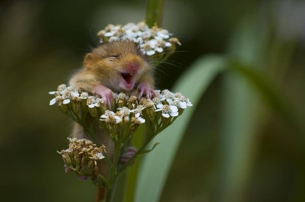 CottageGardenFairy
