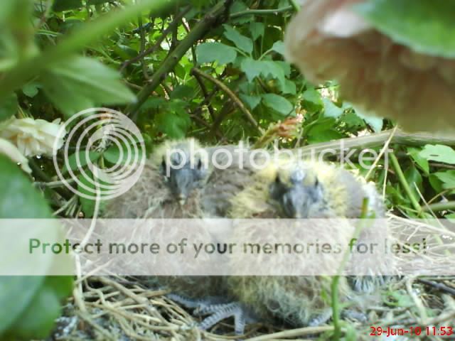 http://i1145.photobucket.com/albums/o502/lavenderlady1/Pigeons/PIGEONS18.jpg
