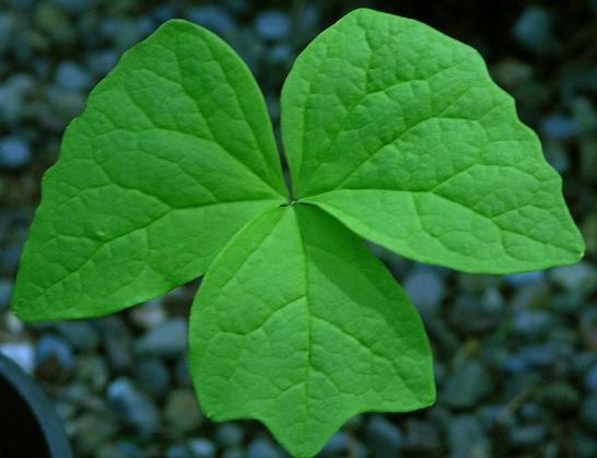 http://www.nwplants.com/images/perennials/ach_tri_jkosmall.JPG