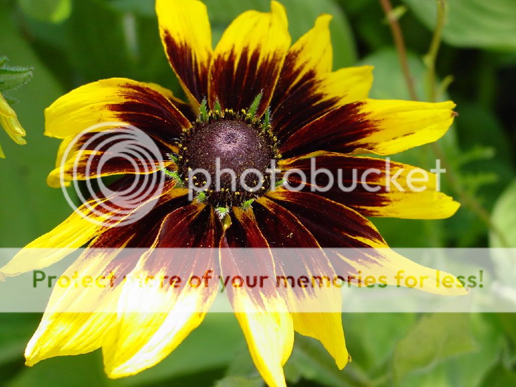 http://img.photobucket.com/albums/v11/otnorot/4958cc46.jpg