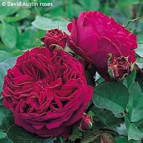 http://www.about-garden.com/images_data/3358-rosa-falstaff-climbing-climbing-rose.jpg