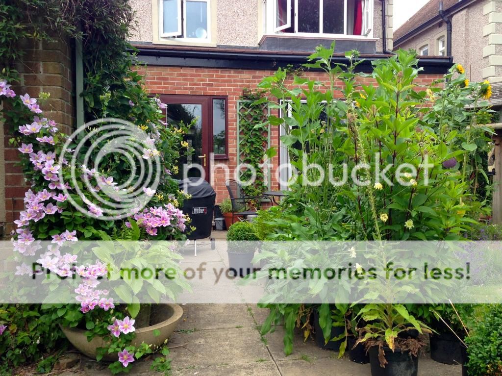 http://i232.photobucket.com/albums/ee192/thebear843/Garden/IMG_2599_zpsg7bswtha.jpg