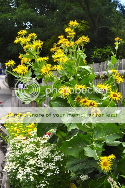 http://i232.photobucket.com/albums/ee192/thebear843/Garden/file_zps58ff8aea.jpg