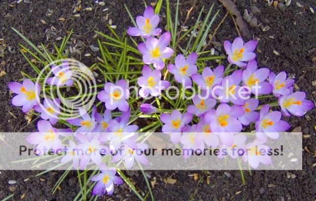http://i1131.photobucket.com/albums/m551/lilylouise1/crocus008.jpg
