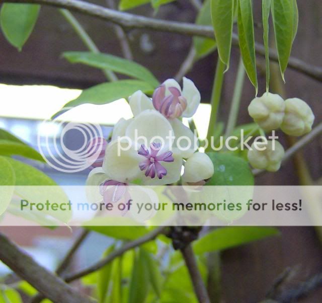 http://i1131.photobucket.com/albums/m551/lilylouise1/fruitblossom016-1.jpg