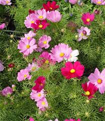 Cosmos72
