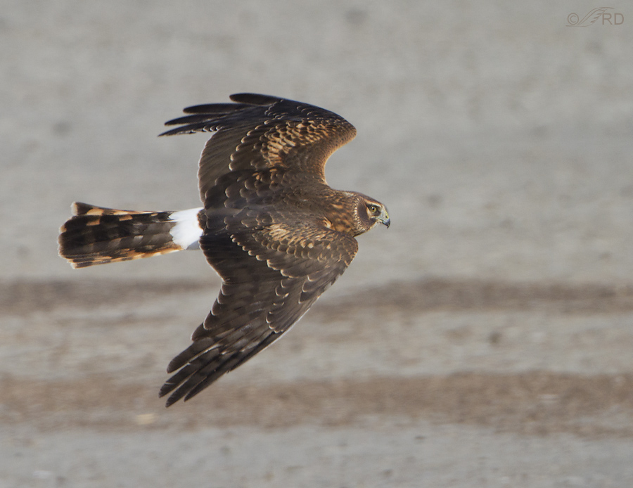 http://featheredphotography.com/blog/wp-content/uploads/2012/11/northern-harrier-8431-ron-dudley.jpg