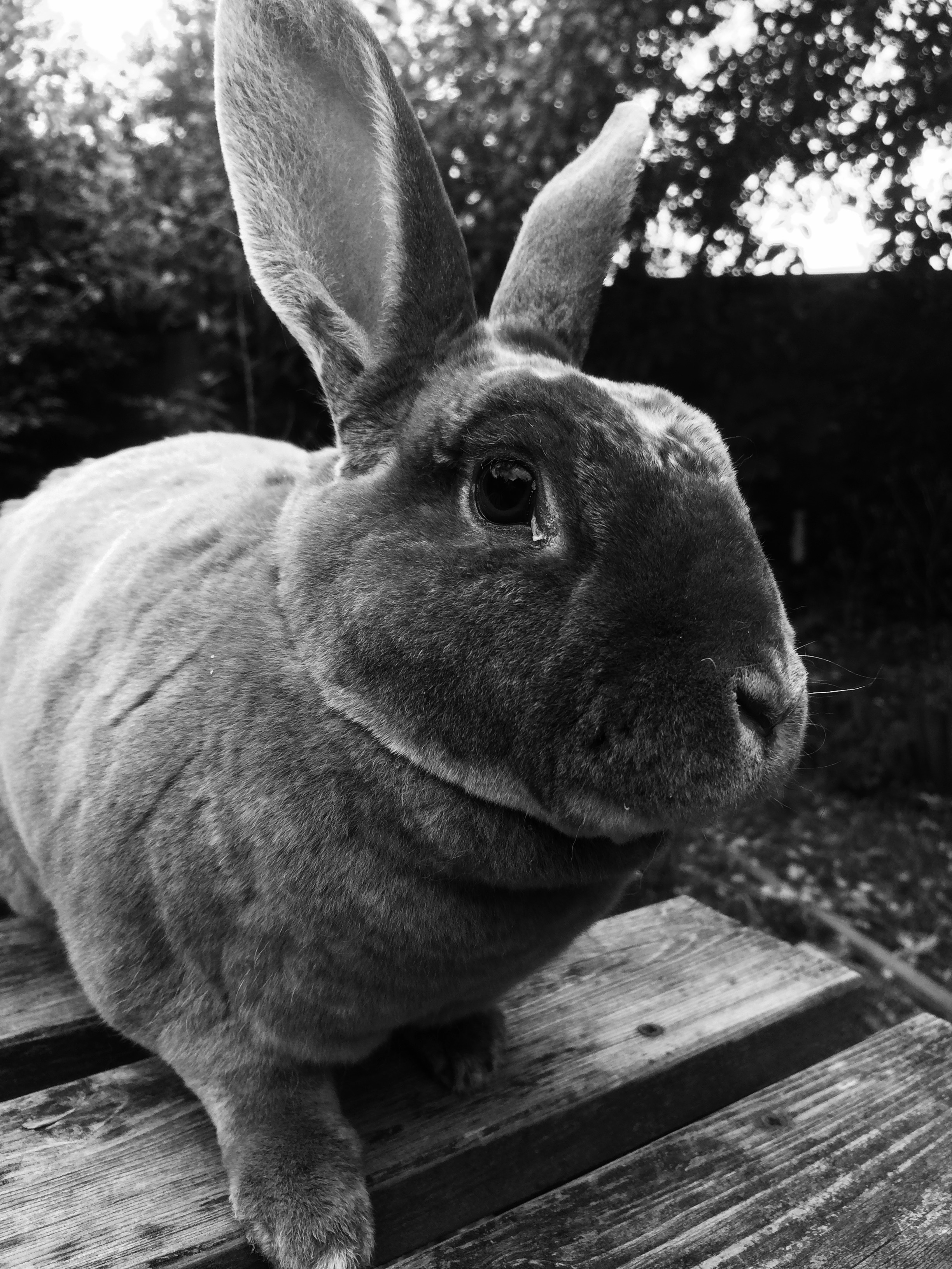 lagomarsino