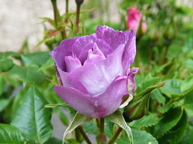 http://farm4.staticflickr.com/3779/9031069999_c9a5817db5_z.jpg