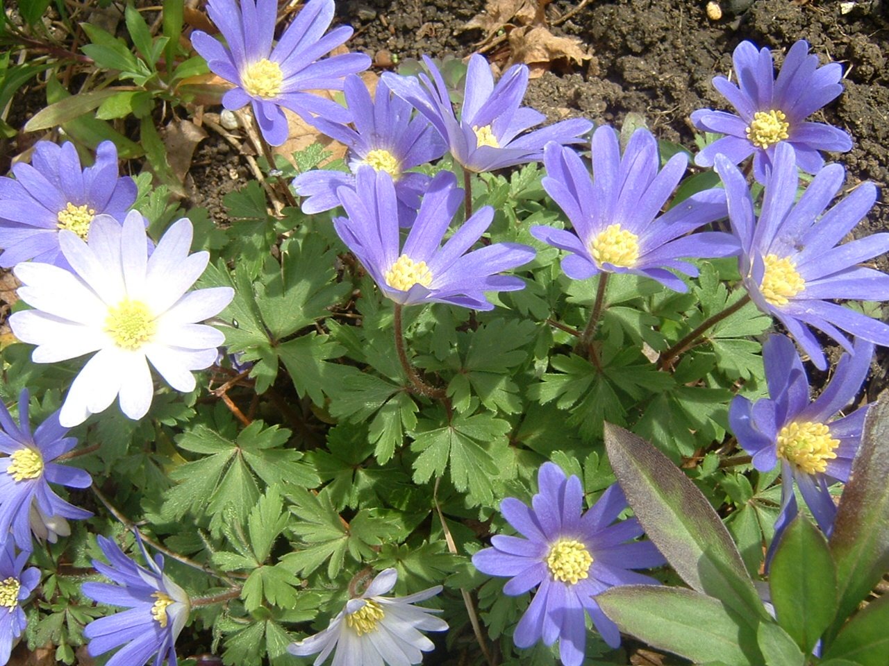 gardenninggranny
