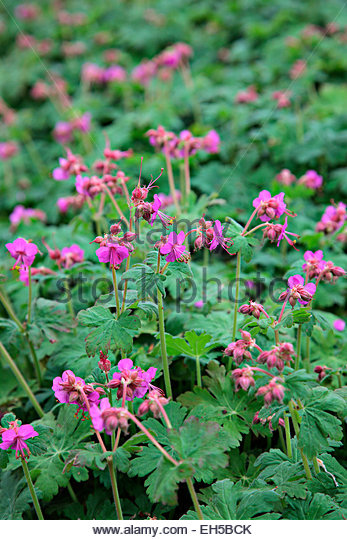 Geranium macrorrhizum Ingwersens Variety AGM - Stock Image