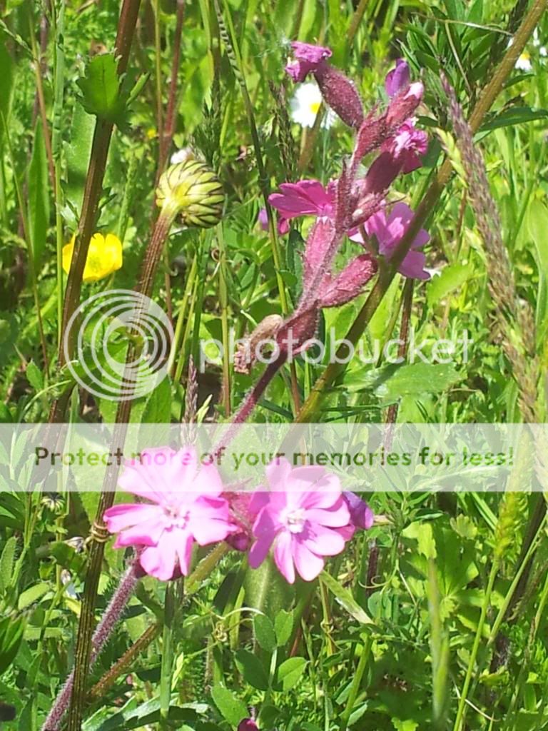 http://i1300.photobucket.com/albums/ag97/Bev_Pounsett-Krynauw/1205-06-13_zps7b4869fb.jpg