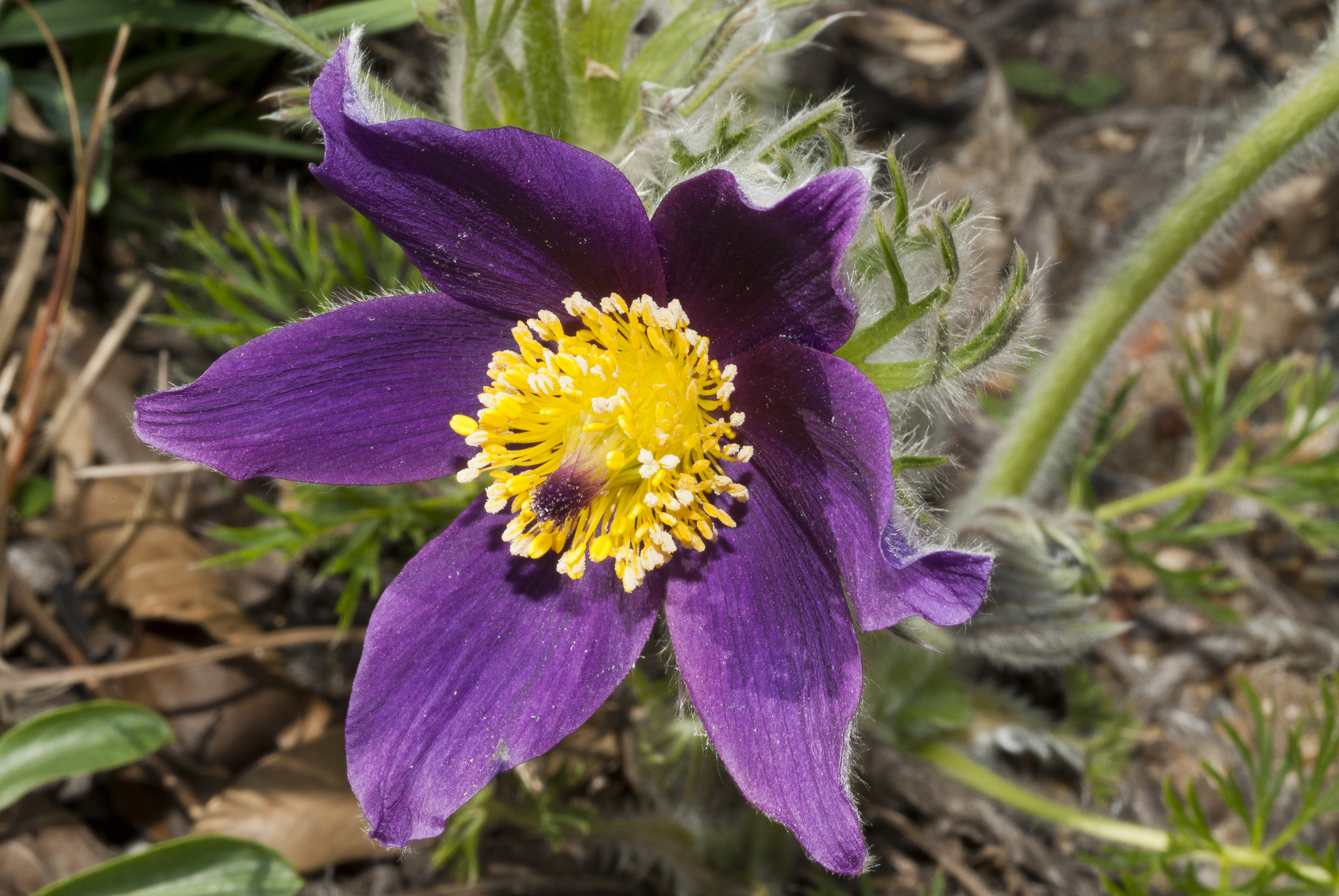 Pasqueflower - Pulsatilla vulgaris  Plants  Kew