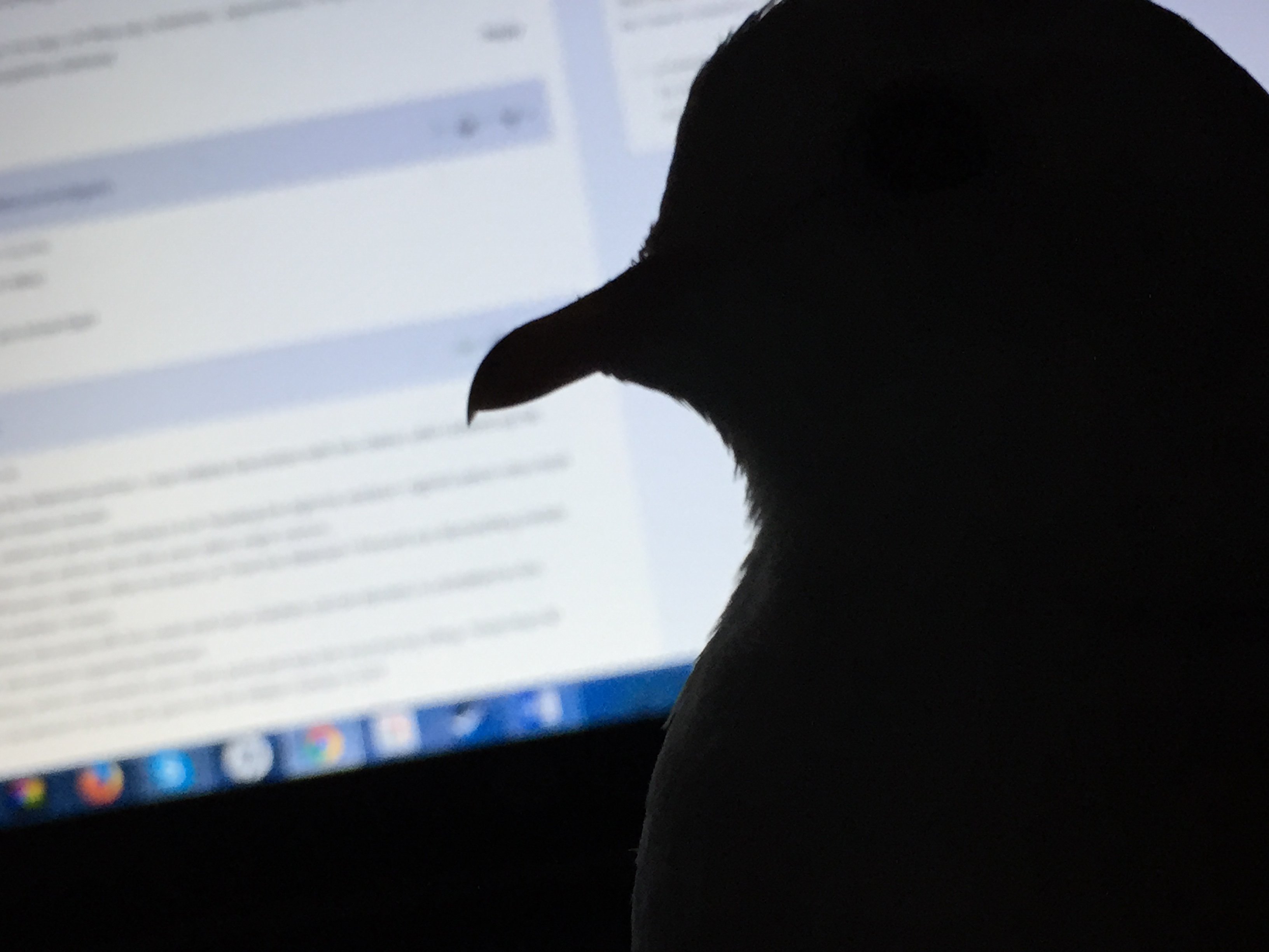 ClementineDove