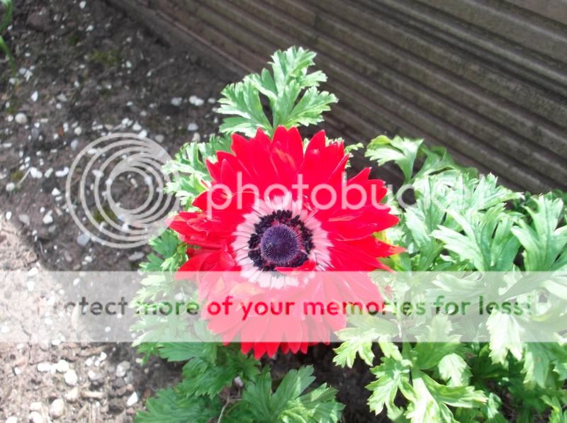 http://i20.photobucket.com/albums/b239/mattbeer87/DSCF5901_zpsaf4b6bd8.jpg