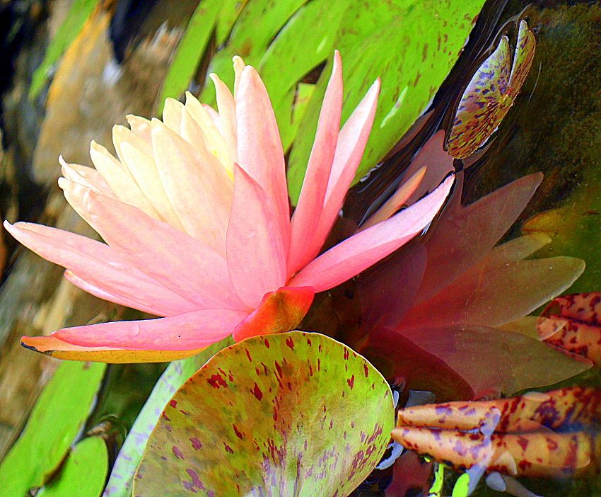 This Flowers name is Elizabeth She is one of the smallest and gets pushed  around by lilypads and other flowers  Flower names Small flowers  Beautiful flowers