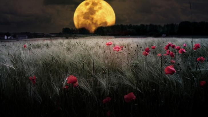Image result for moonlit meadow images