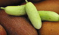 plant picture