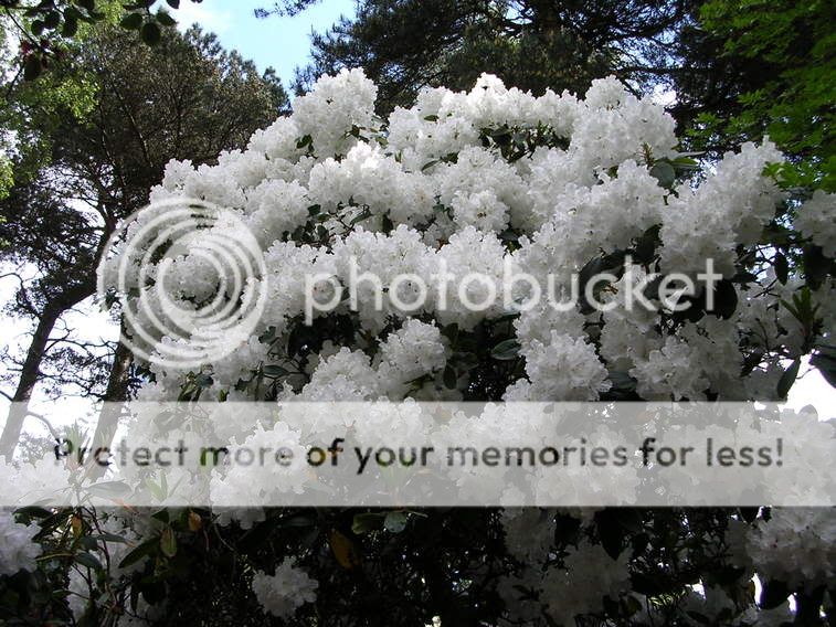 http://i27.photobucket.com/albums/c186/DavidKnapper/DSCN0091.jpg