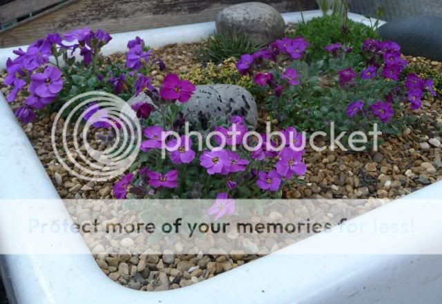 http://i72.photobucket.com/albums/i179/Cheerypeabrain/2013/P1050143_zps0c175b3f.jpg