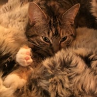 Wibble