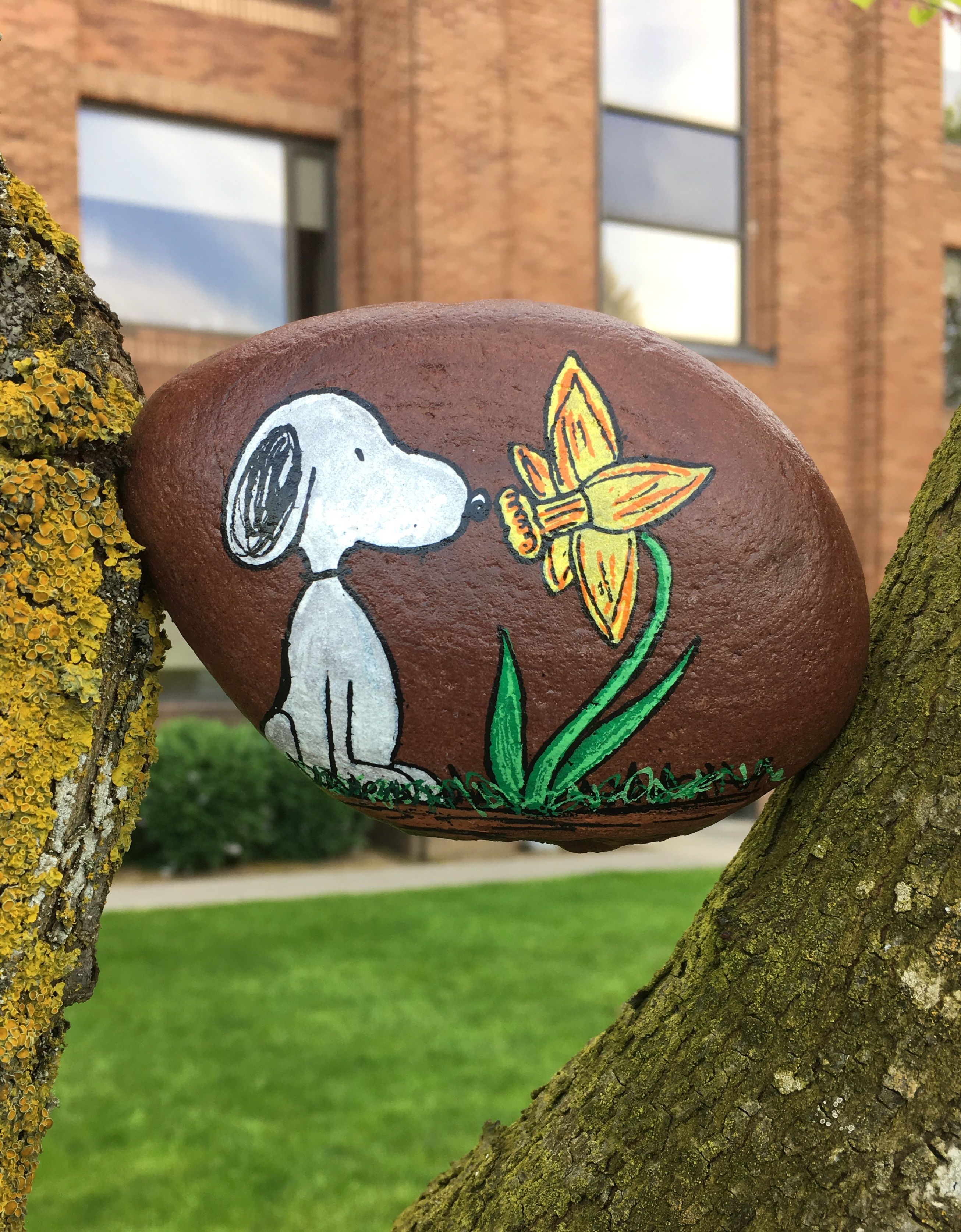 Snoopy daffodil painted rock  Rock painting flowers
