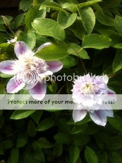 http://i1312.photobucket.com/albums/t534/bearwithme1/photo_zpsaded0233.jpg