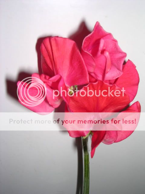 http://i27.photobucket.com/albums/c186/DavidKnapper/DSCN0661-1.jpg