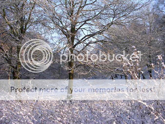 http://i27.photobucket.com/albums/c186/DavidKnapper/Winter%20Wonderland/DSCN0163.jpg