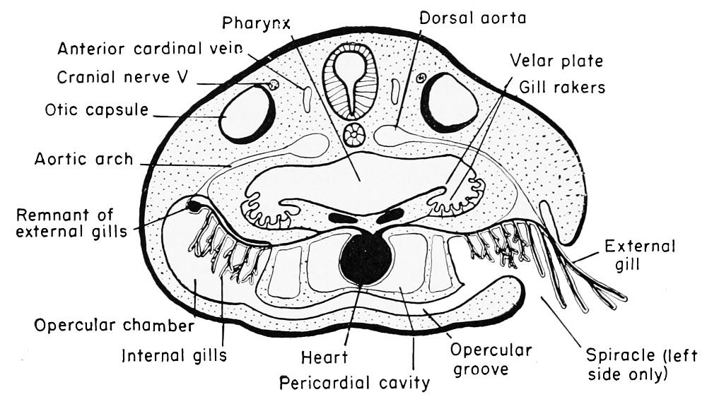 https://embryology.med.unsw.edu.au/embryology/images/5/51/Rugh_138.jpg