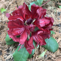 RhodoN