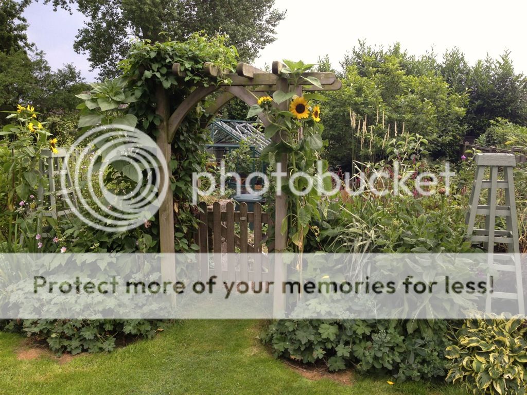 http://i232.photobucket.com/albums/ee192/thebear843/Garden/file_zps7bff85e6.jpg