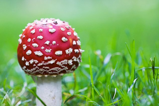 Autumn walks UK fungi foraging at Allen Banks Northumberland  Daily Mail  Online
