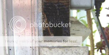 http://i1131.photobucket.com/albums/m551/lilylouise1/beeandrobin002-1.jpg