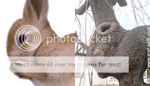 http://i1143.photobucket.com/albums/n627/thedogcody/bunny500_zps42dc30bb.jpg