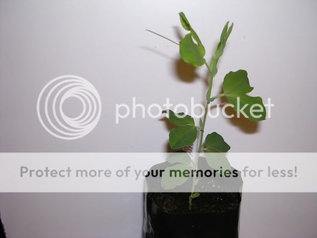 http://i27.photobucket.com/albums/c186/DavidKnapper/DSCN0624.jpg